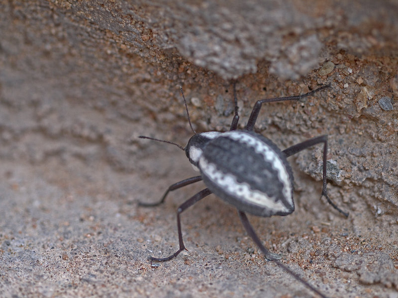 Beetle, Twyfelfontein